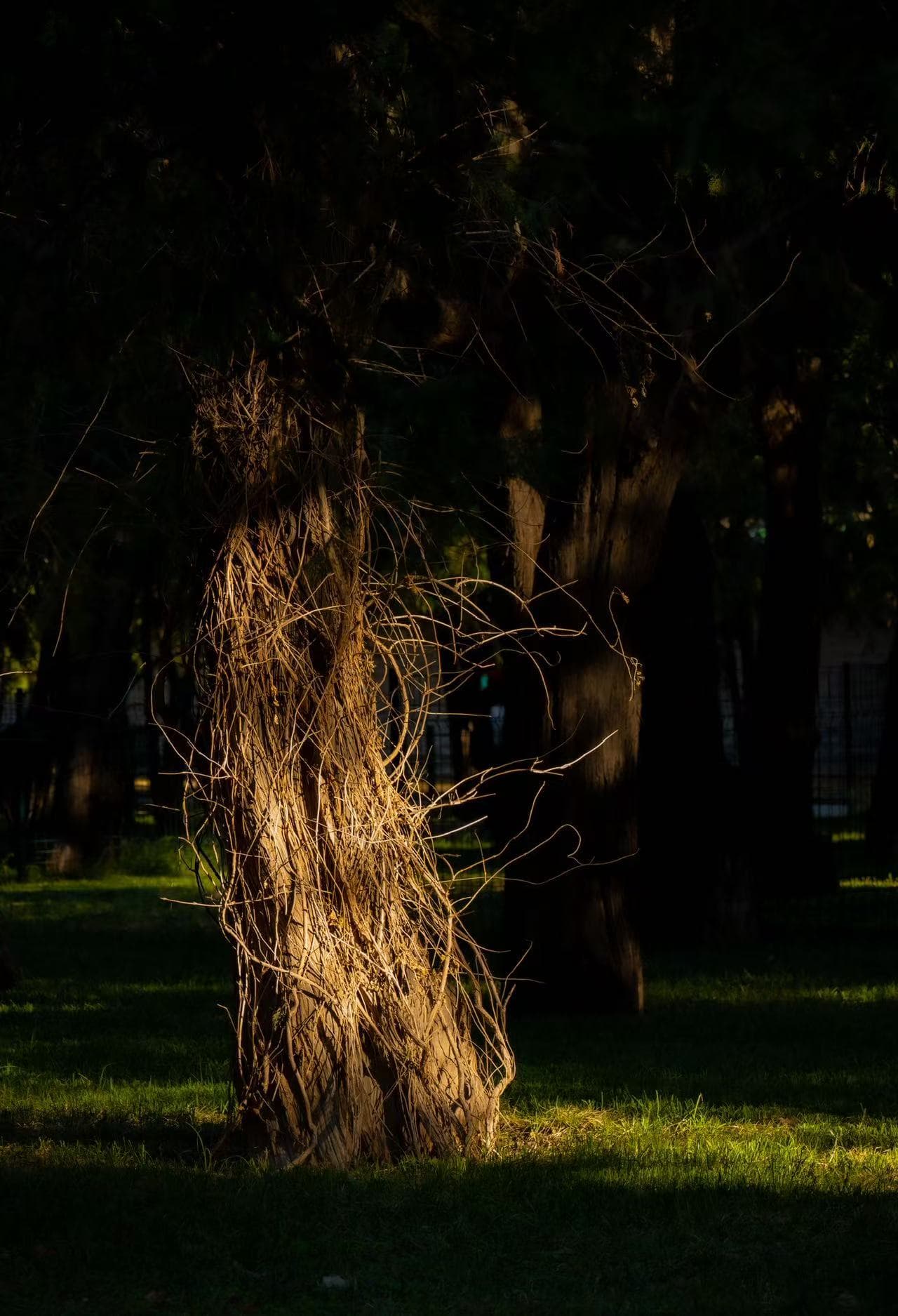 Afternoon tree
