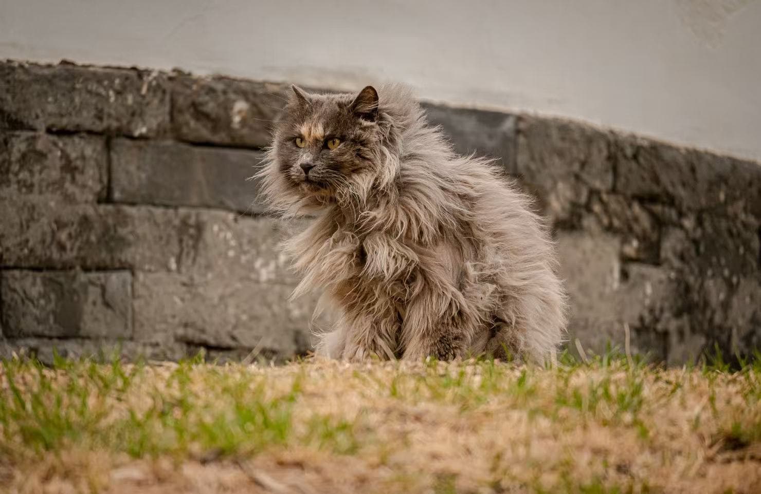 Cat photography