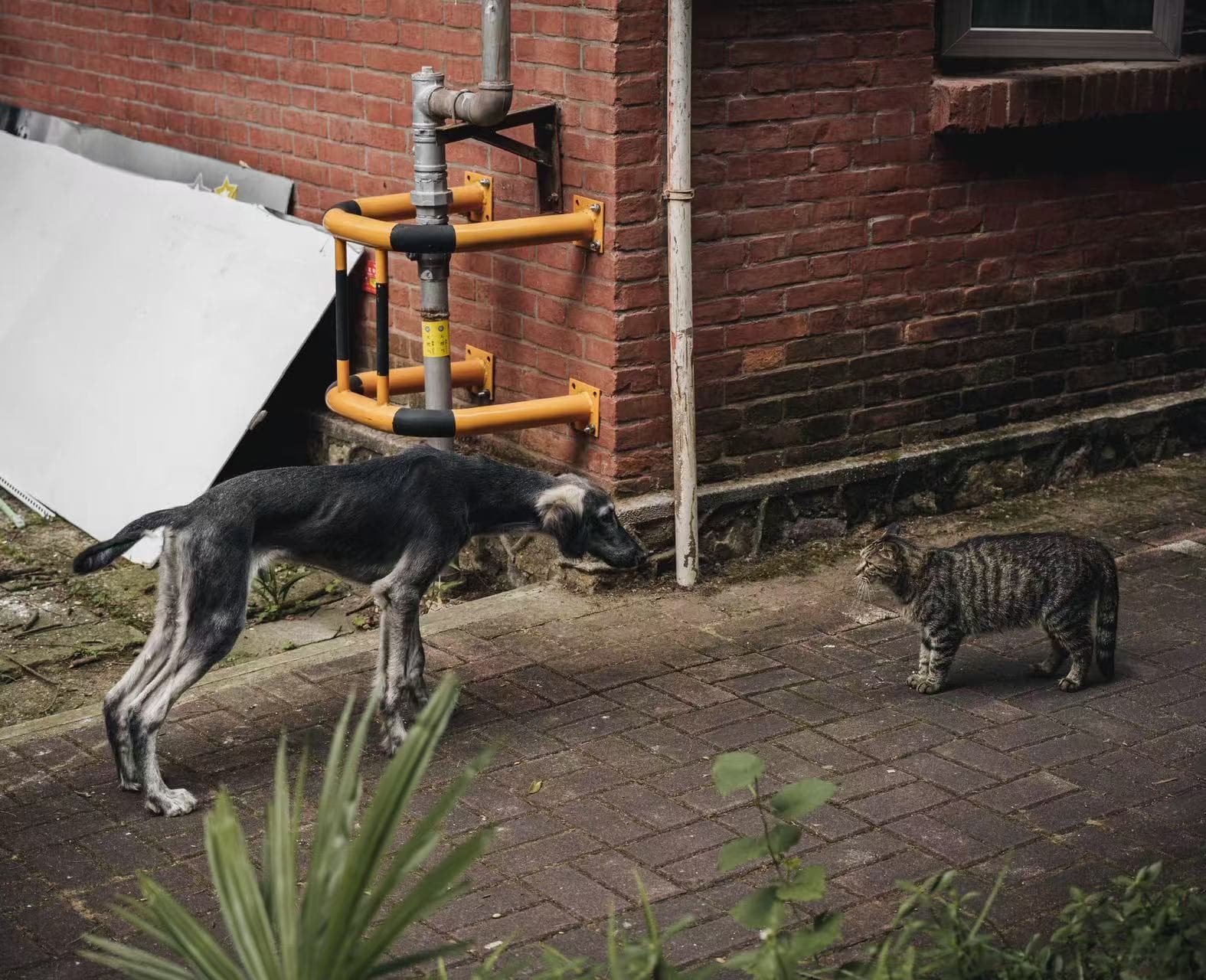 Dog and cat
