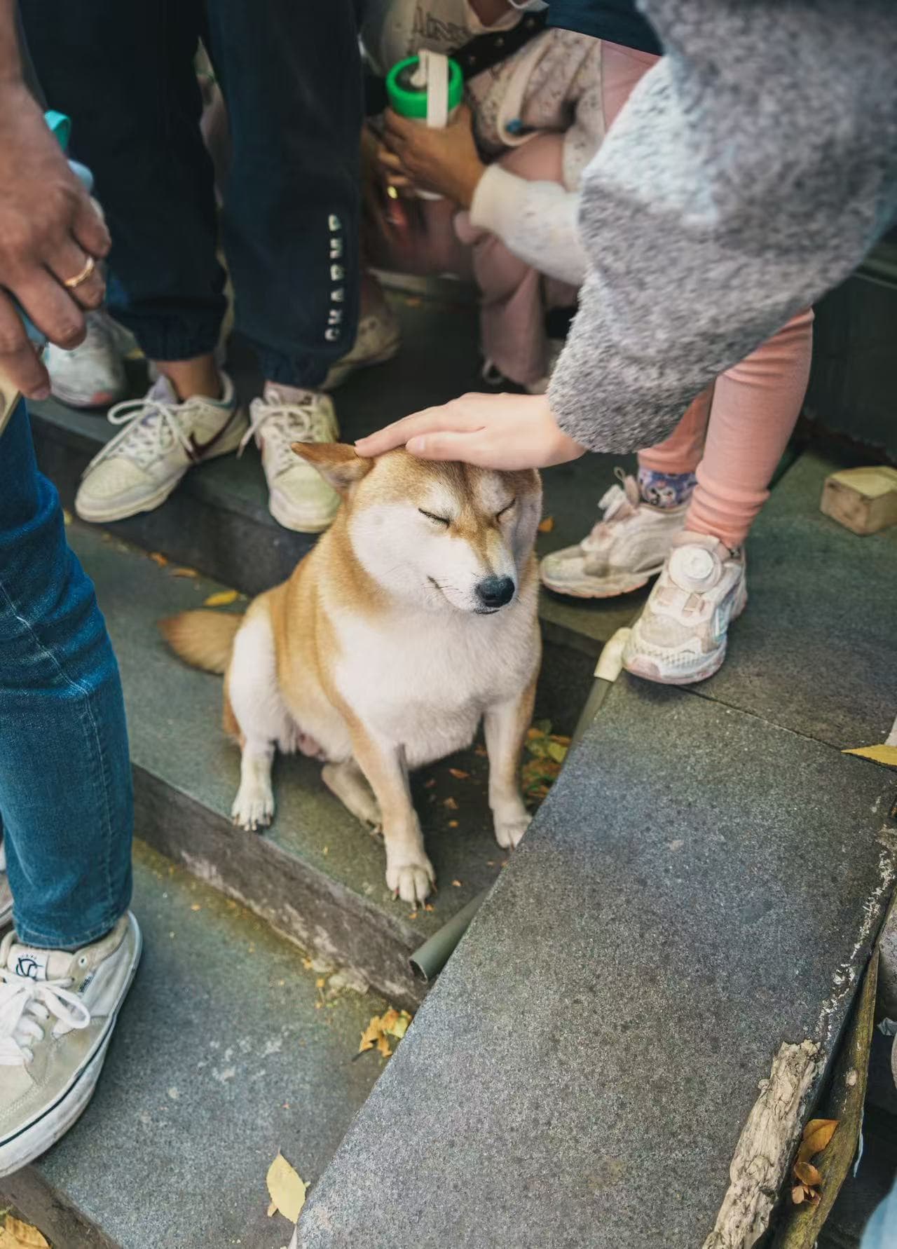 Doge portrait