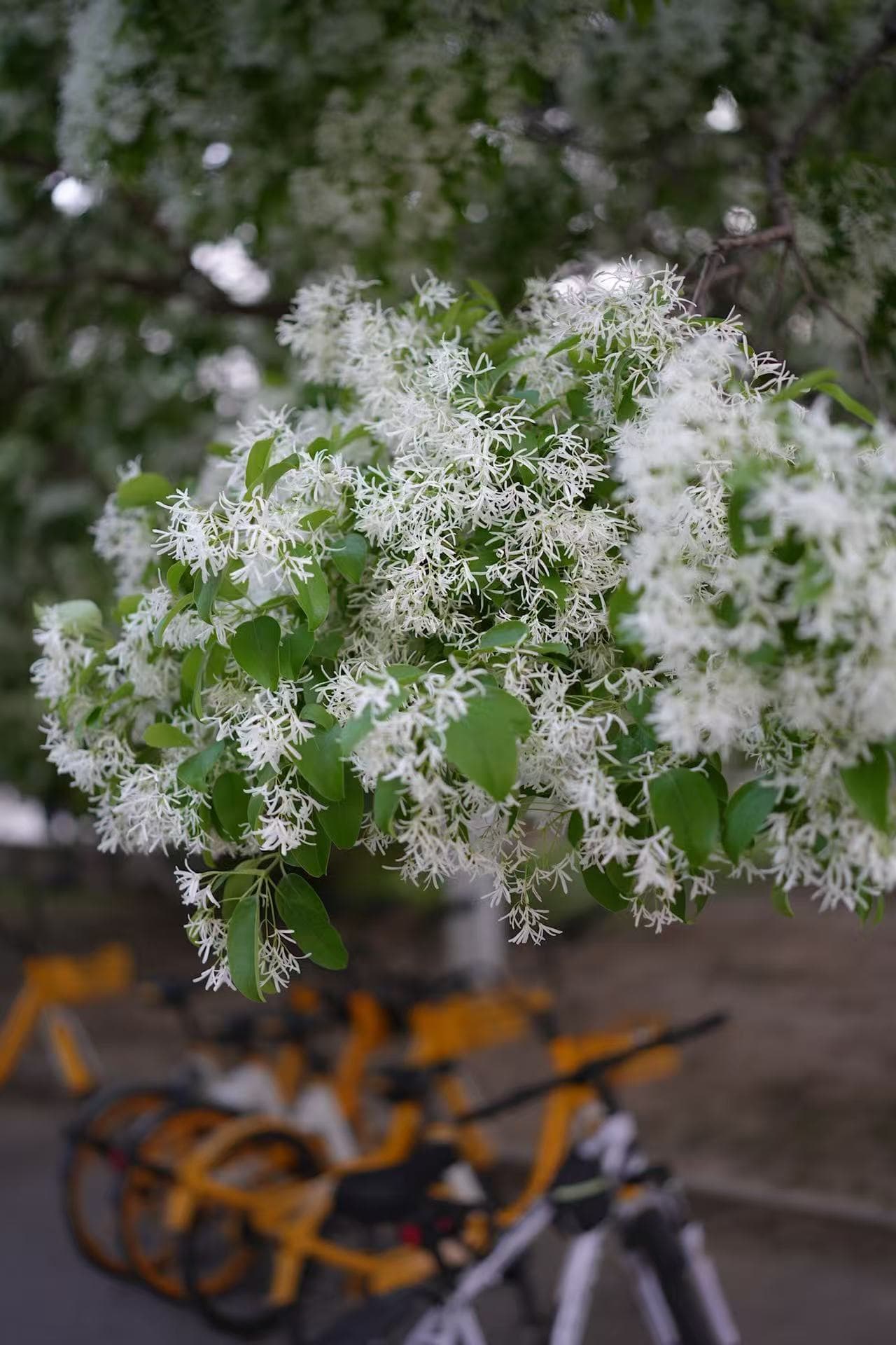Flowers and bikes