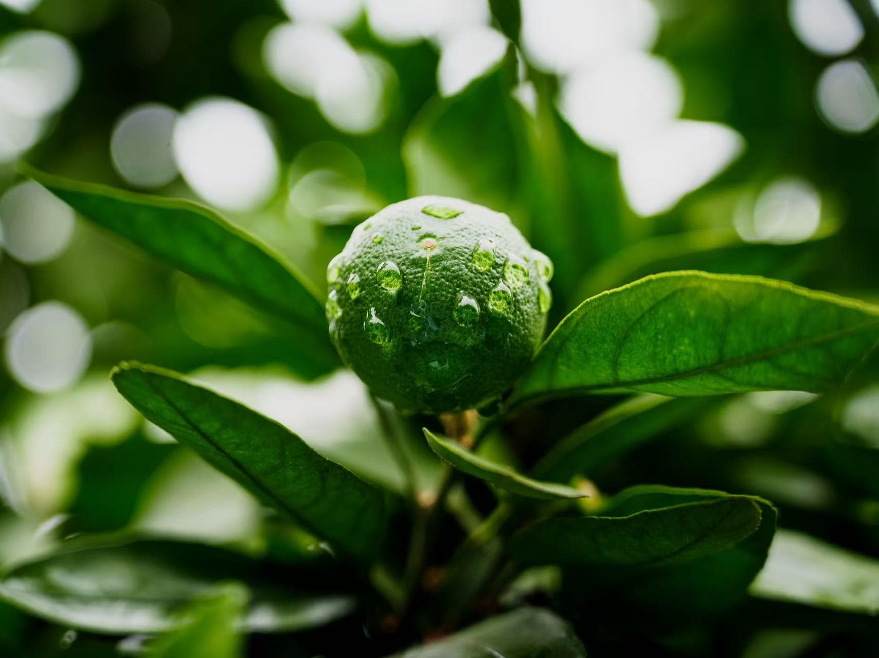 Green Orange