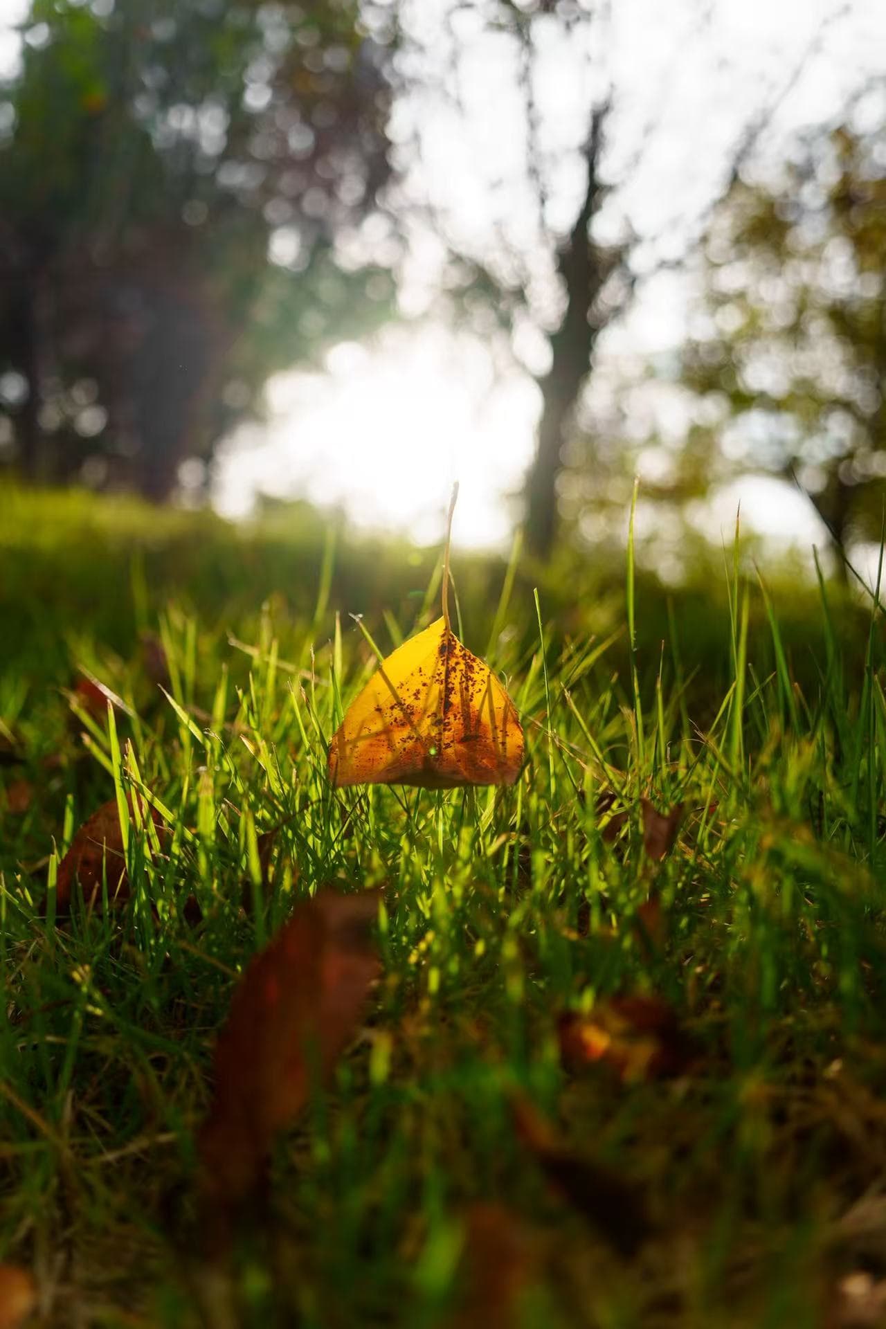 Leaf and grass