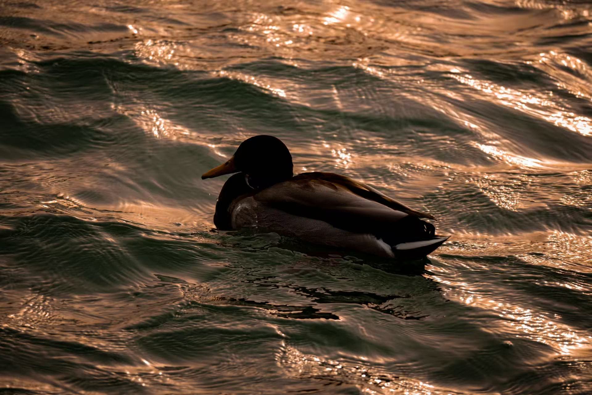 Sunset duck