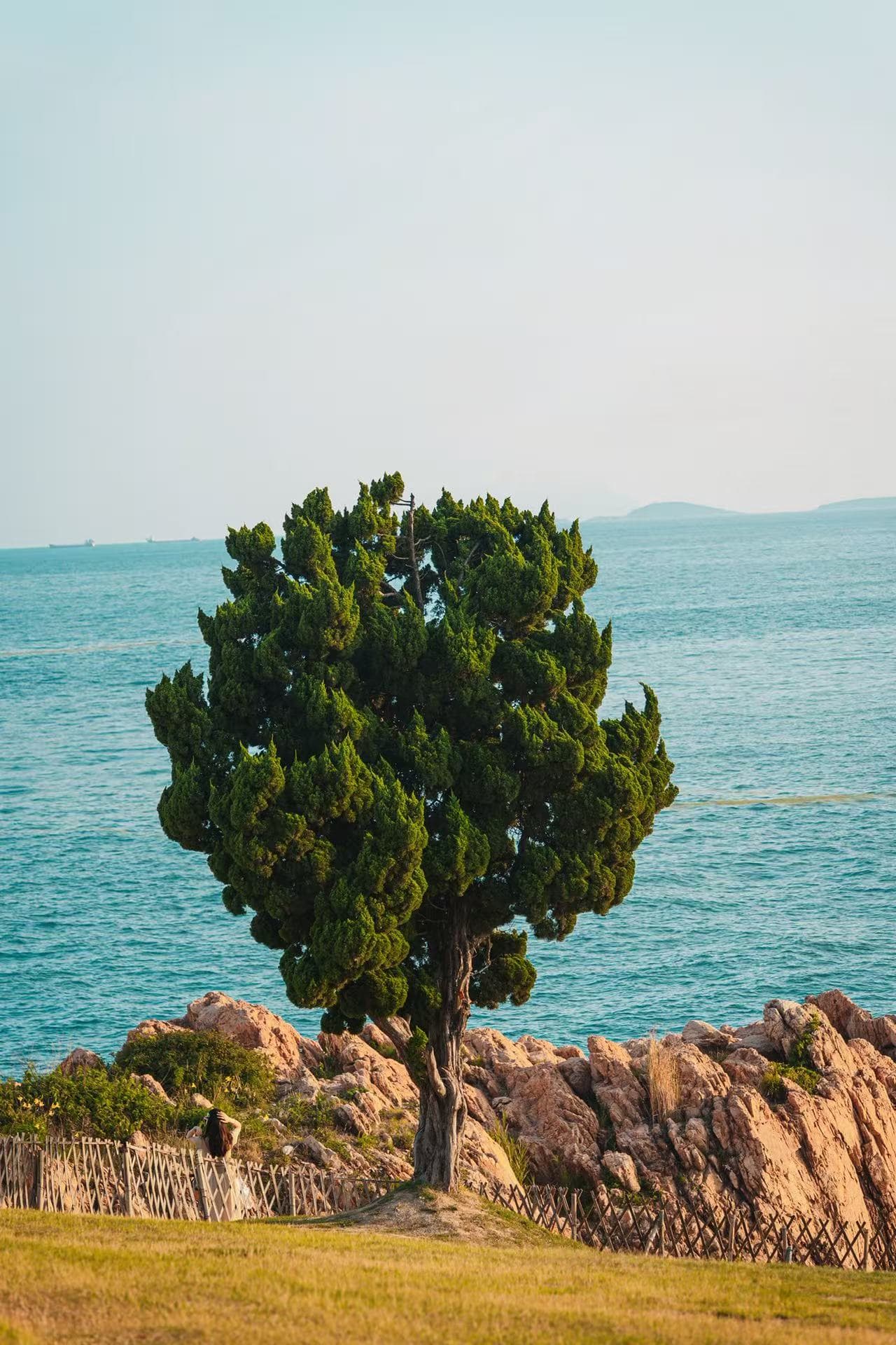 A tree