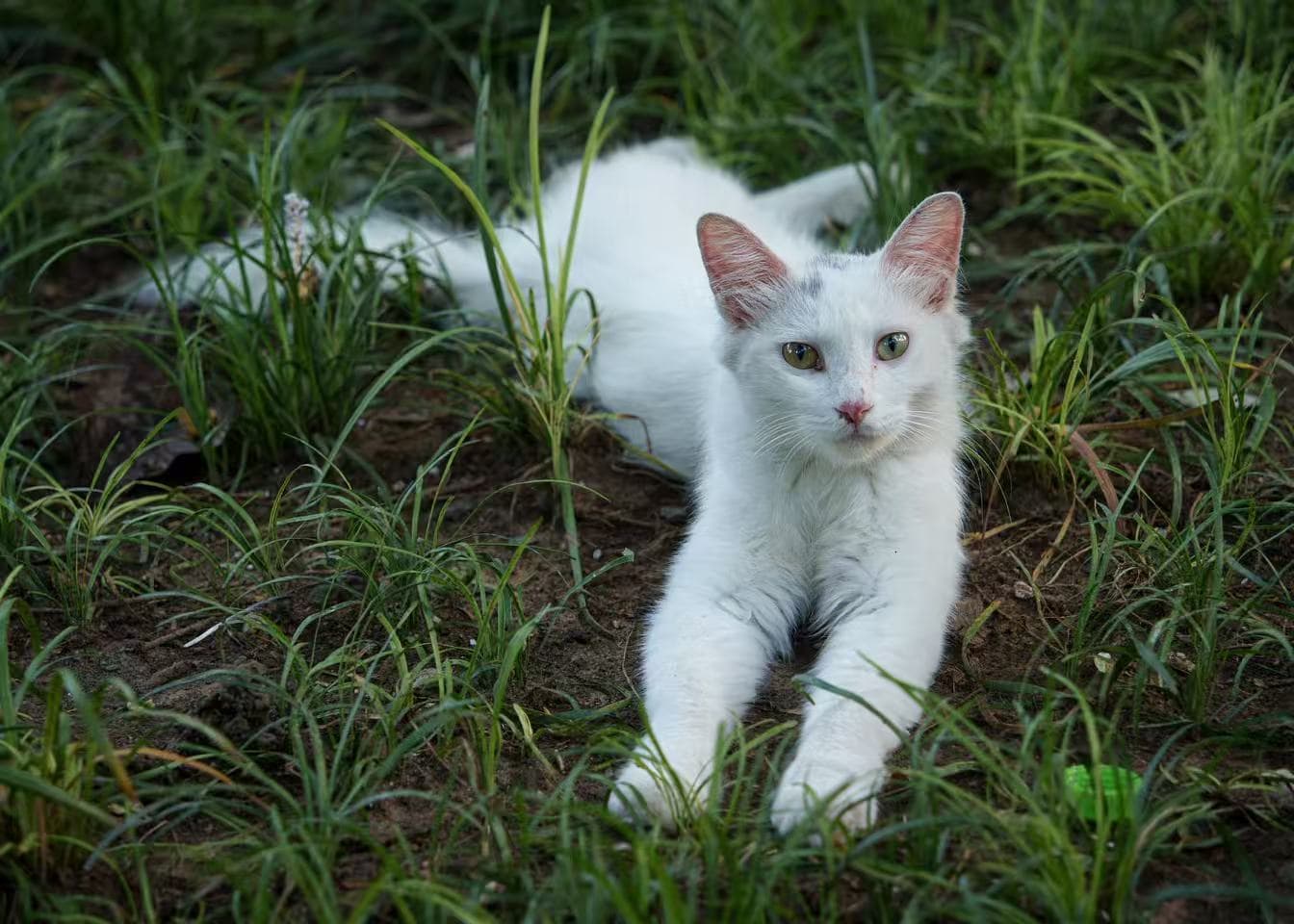 White cat