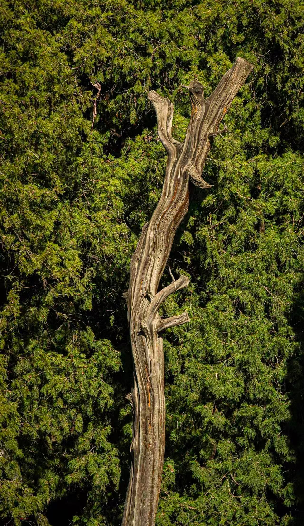 Withered Wood
