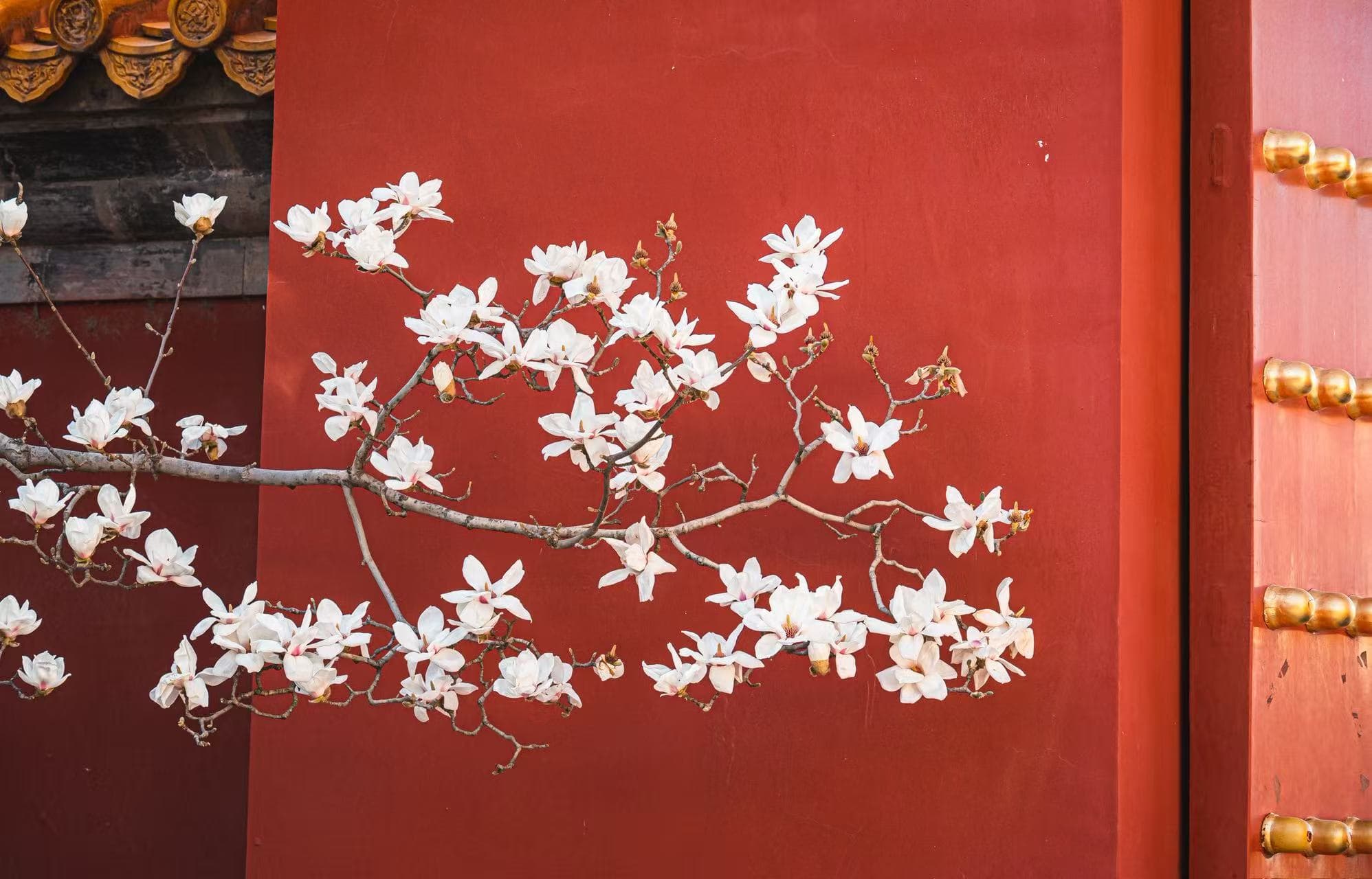 Yulan magnolia flower